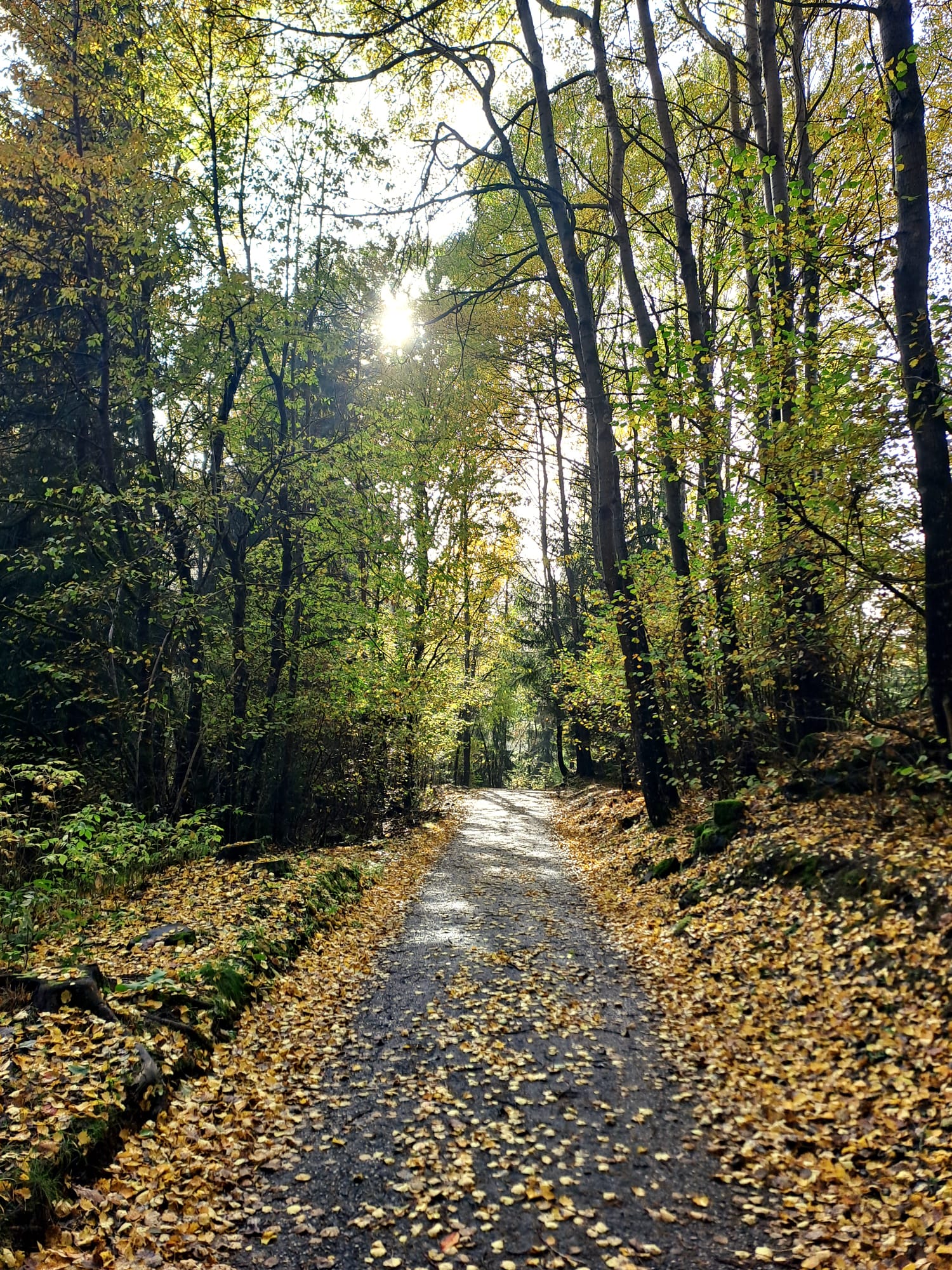 Sentiero nel bosco in autunno