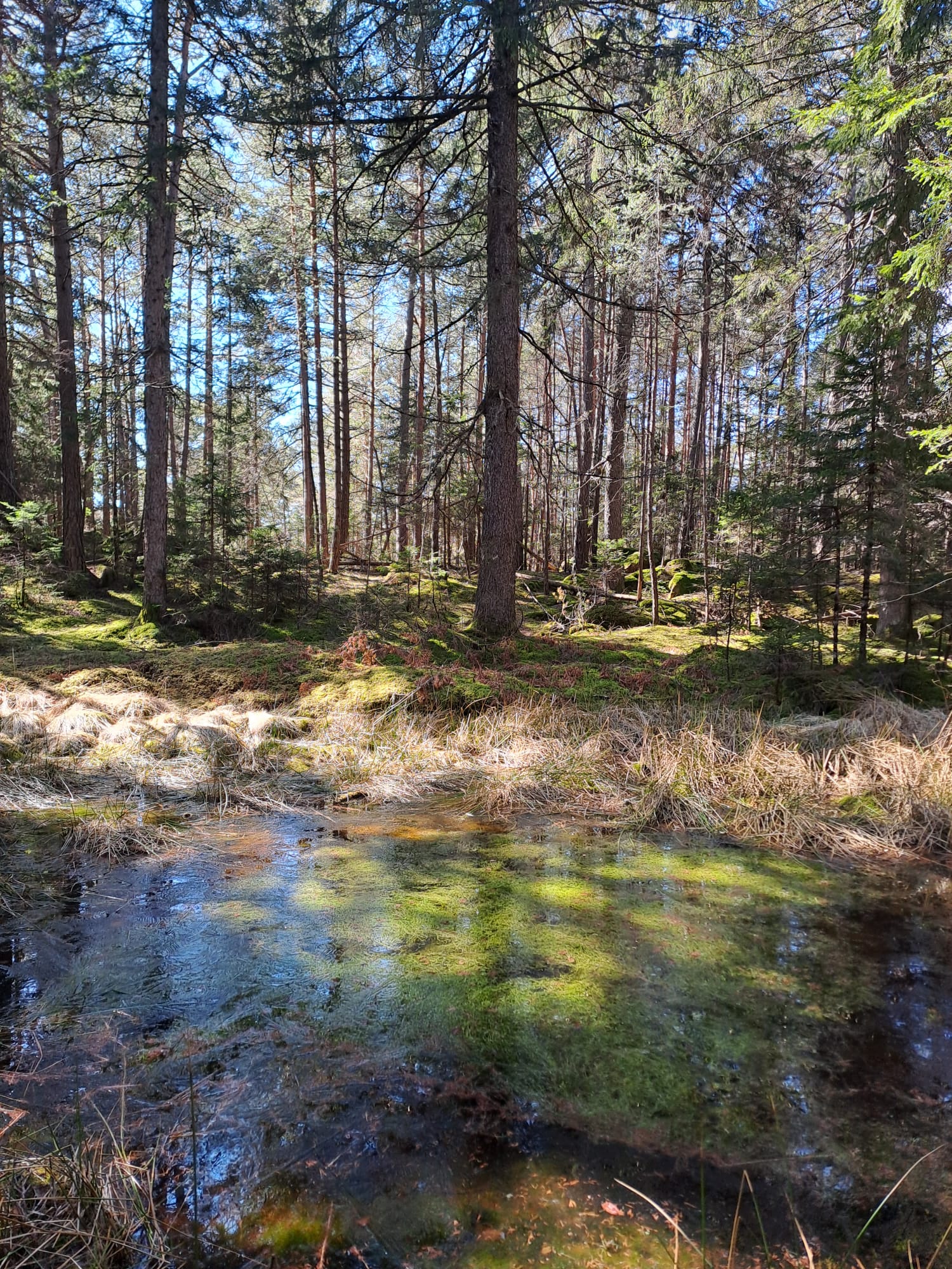 Bosco con piccolo specchio d'acqua