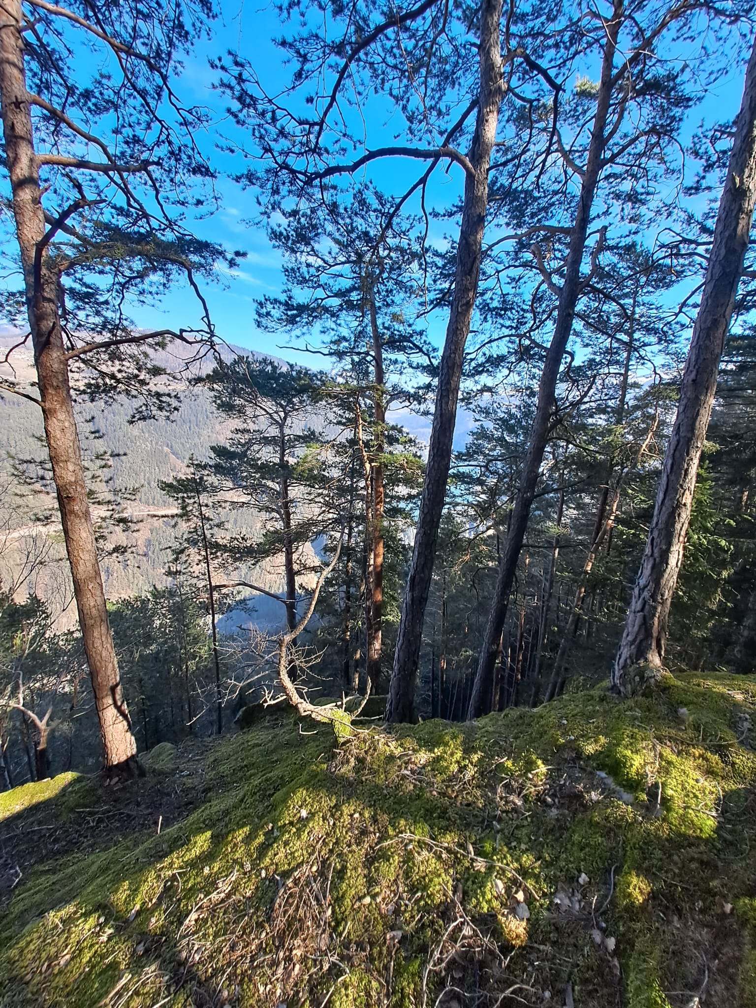 Bosco e vista sulla valle