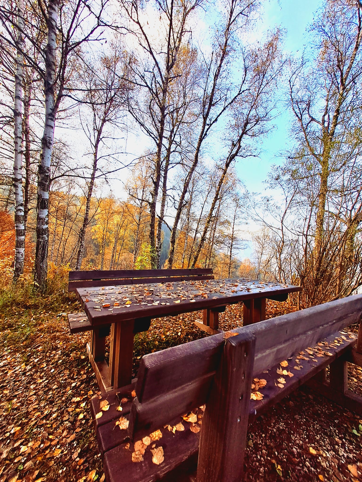 Area di sosta nel bosco autunnale