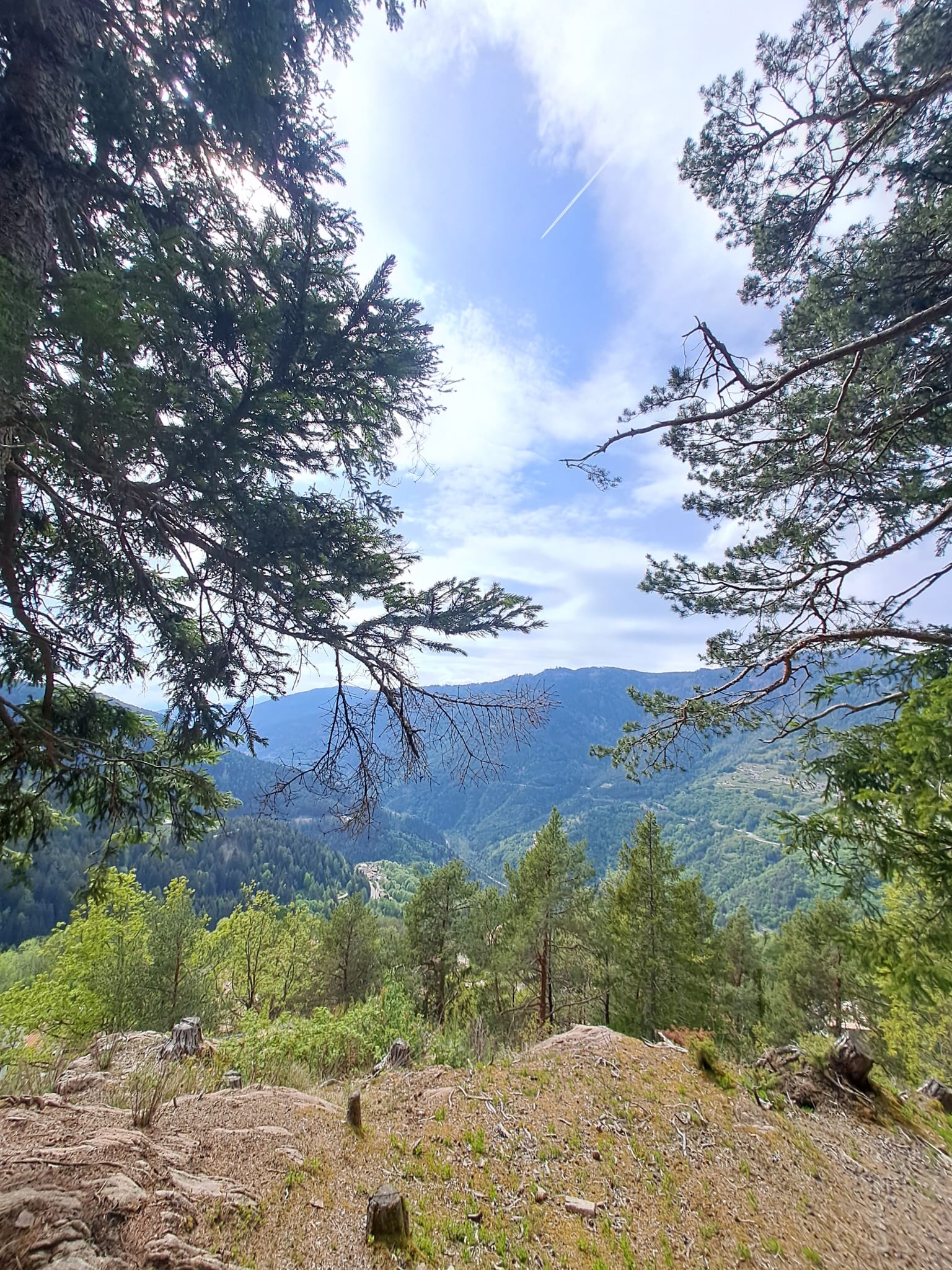 Vista panoramica tra gli alberi