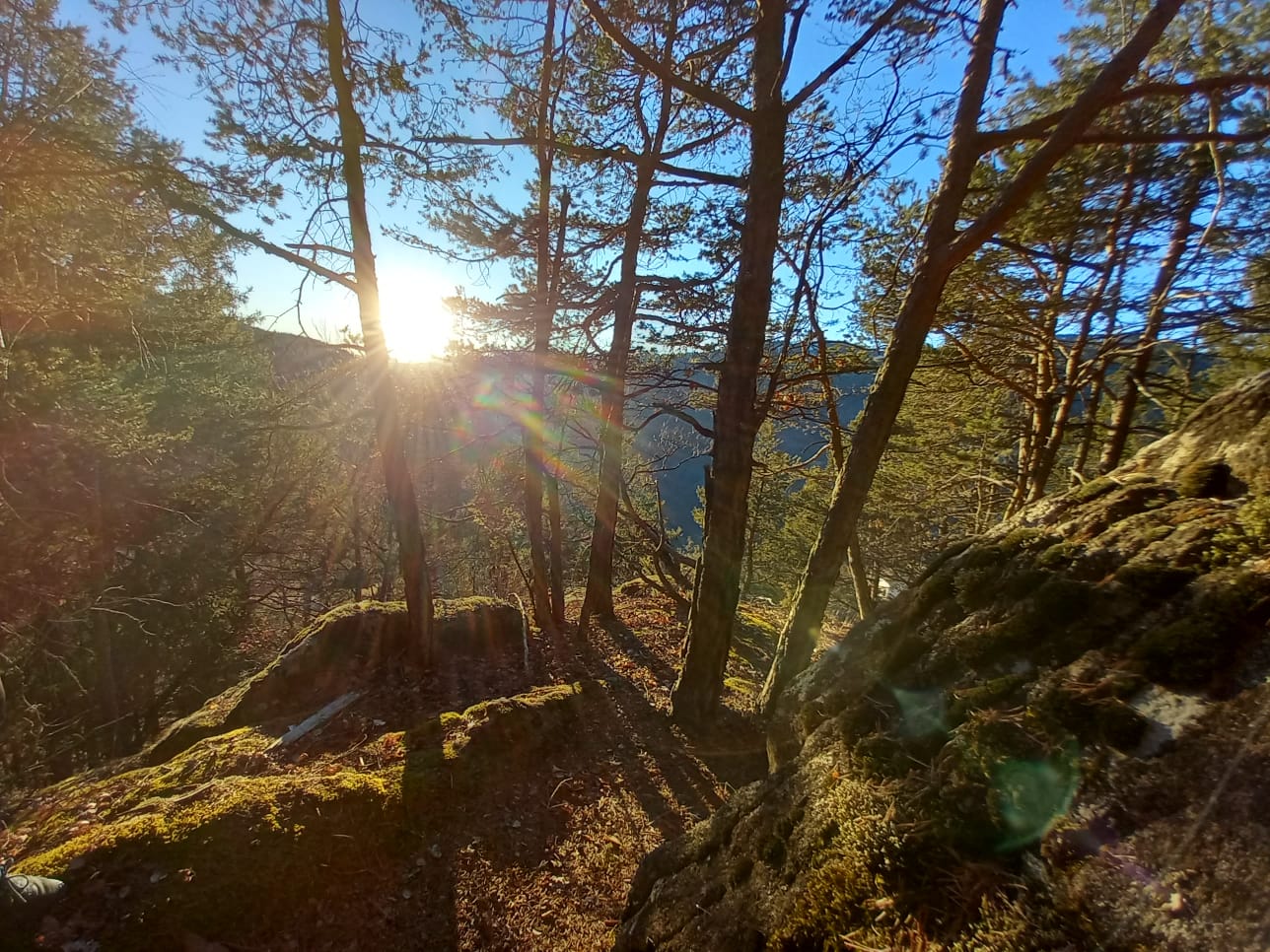 Sole tra gli alberi lungo il sentiero