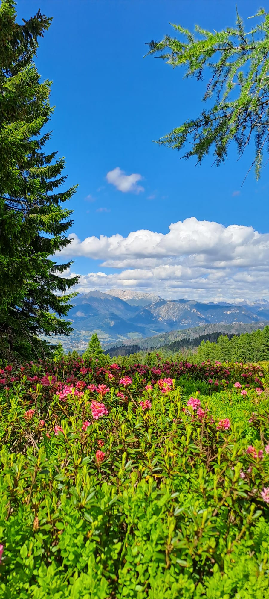 Rododendri e panorama dolomitico